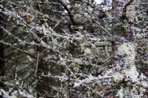 lichen on branches 