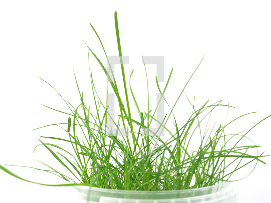 Green grass over white background