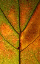 autumn leaf veins 