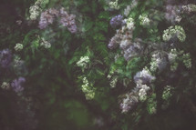a moody photograph of lilacs in the rain, double exposure, layered