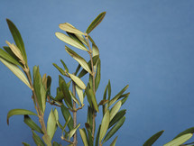 Palm Sunday olive branch to commemorate Christ triumphal entry into Jerusalem