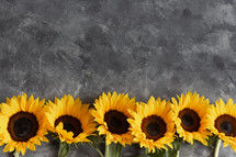 yellow sunflowers on a gray background 