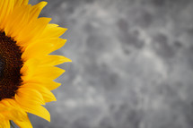 yellow sunflower on a gray background 