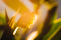 warm sunlight on a bromeliad 