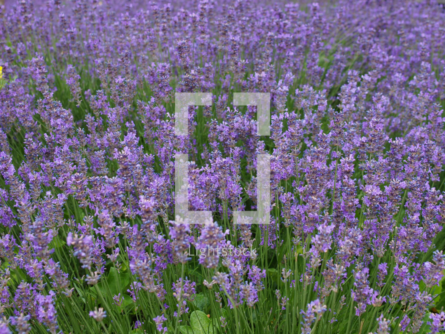 Flowers of Lavandula Angustifolia aka Lavender background