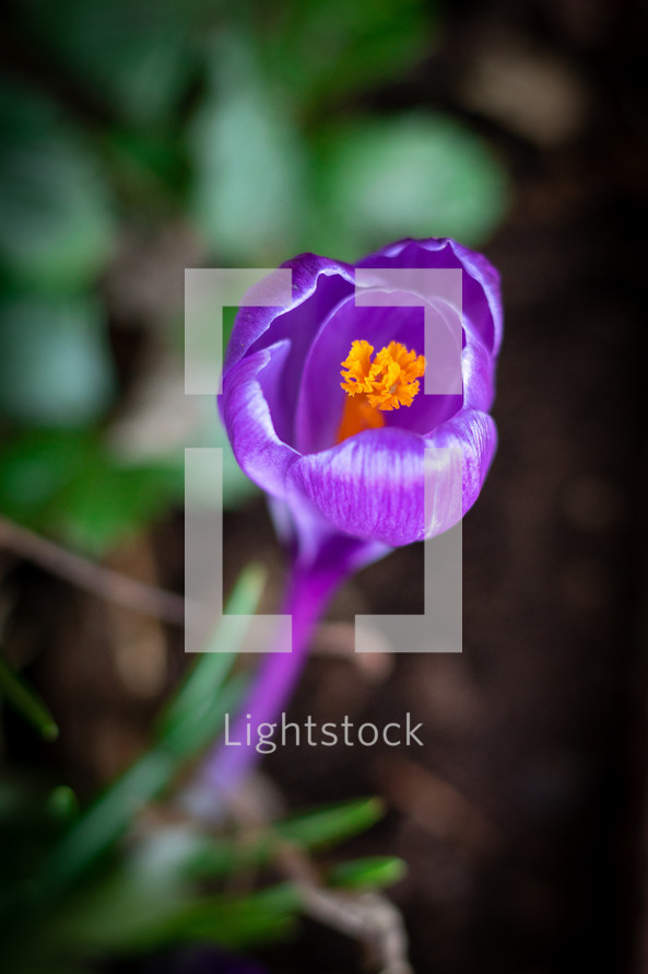 Purple crocus flower in garden 