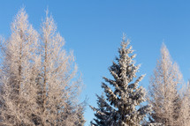 frosty Tamarack trees 