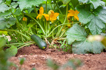 Zucchini plant with flower blooms growing in garden 