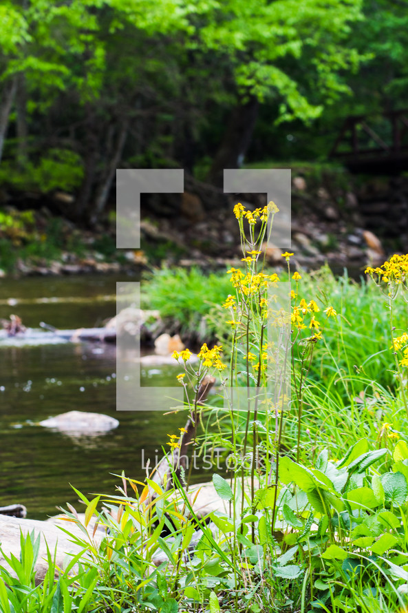 yellow flowers along a river 