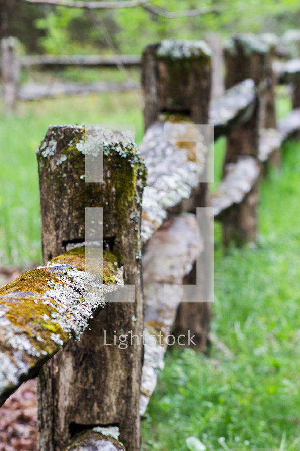 moss and lichen on a fence 
