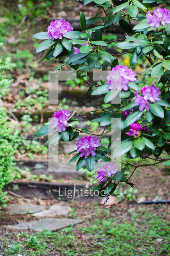 violet rhododendrons 