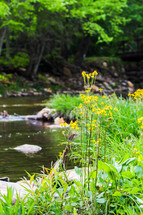 yellow flowers along a river 