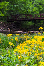 bridge over a river and yellow flowers 