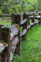 moss and lichen on a fence in Mount Mitchell 