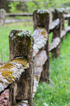 moss and lichen on a fence 