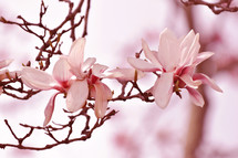 pink magnolia flowers 