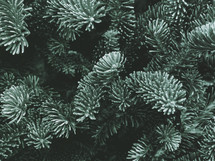 Christmas Tree Background Texture Close Up