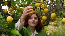 Girl peels yellow lemon from tree