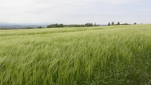 green wheat field 