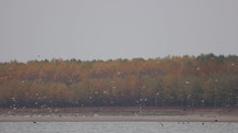 Flock Of Seabirds Flying Over River With Dense Autumn Trees In Background. Static Shot