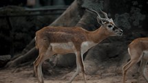 Male Blackbuck Walking In The Forest At Daytime. close up	
