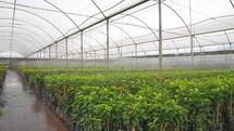 Big Greenhouse with plants. Rows of Plant Cultivated and being watered Inside a Large Greenhouse Building. Growing and Collect Goods for Commerce Sale. 
