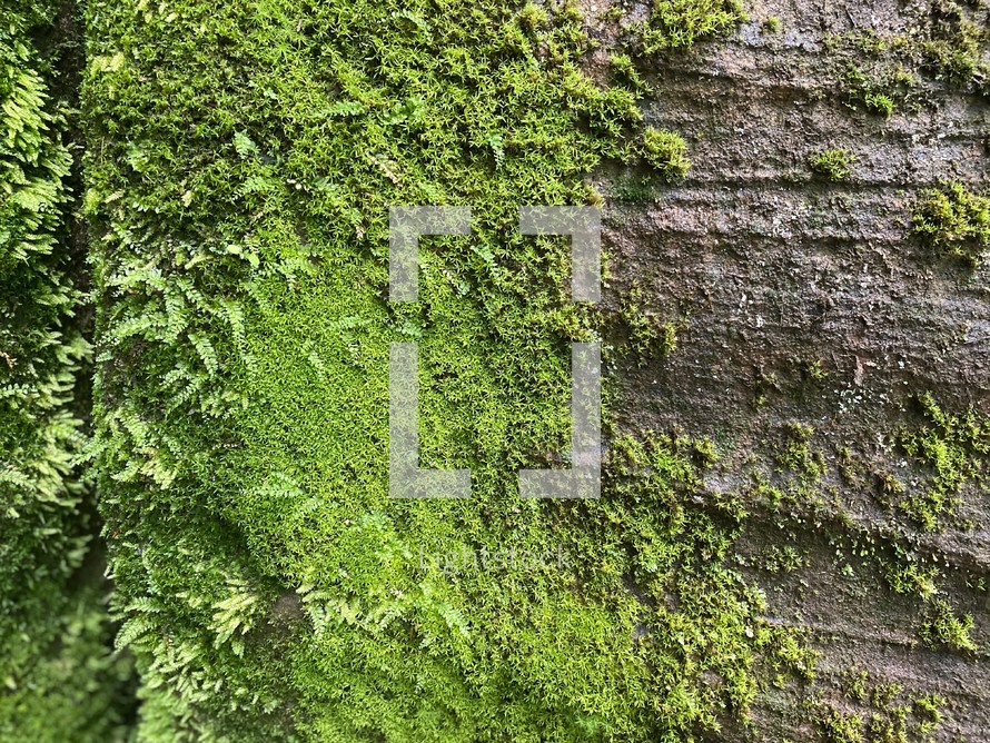 moss on a stone wall 