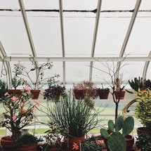 A greenhouse full of plants.