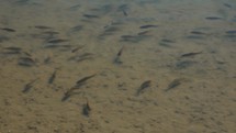 School Of Fish Swimming On Shallow Water Of A Pond. High Angle