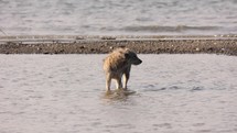 Playful Dog Walking In The Shallow Water Of Beach. - wide shot