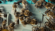 Macro detailed bees colony swarming, ready to look for new home. Young family. Beehive is overcrowded, expansion is needed. Nature, beekeeping, apiary. High quality 4k footage