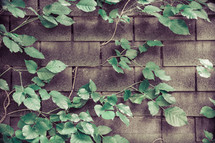 vines growing on a wall 