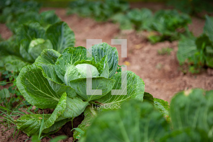 Rows of cabbage plants growing in garden