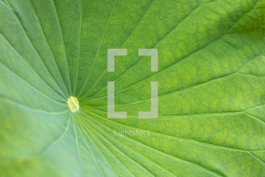 Close-up of the center of a lotus leaf 