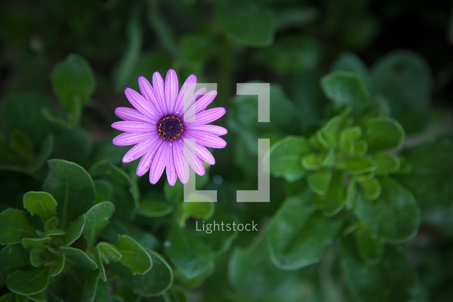 Vibrant purple flower with green leaves 