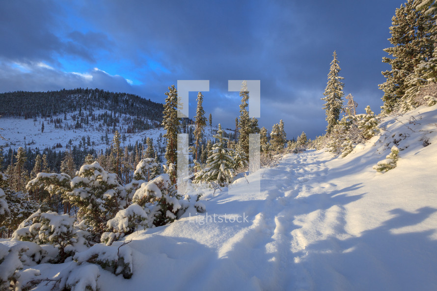 Winter landscape of snowy pathway through evergreen trees beside mountains