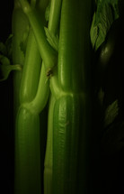 celery stalks 