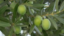 Green olives in Mediterranean garden
