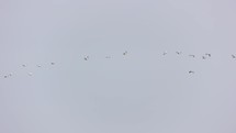 Flock Of Pelicans Flying In Formation On A Sunny Day. 