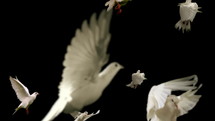 Flock of white doves - luma key. Slow motion.
