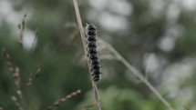 Caterpillar crawling in cinematic slow motion in on stick with green, summer, green plants in background.