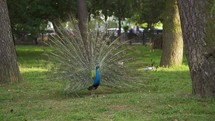 Peacock in the park