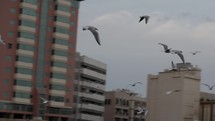 Seagulls and birds flying in cinematic slow motion over Old Dubai river.