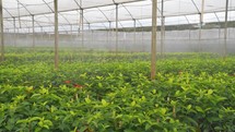 Big Greenhouse with plants. Rows of Plant Cultivated and being watered Inside a Large Greenhouse Building. Growing and Collect Goods for Commerce Sale. 
