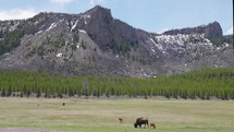 American bison females eat and calves rest Yellowstone National Park bison wildlife, 2022