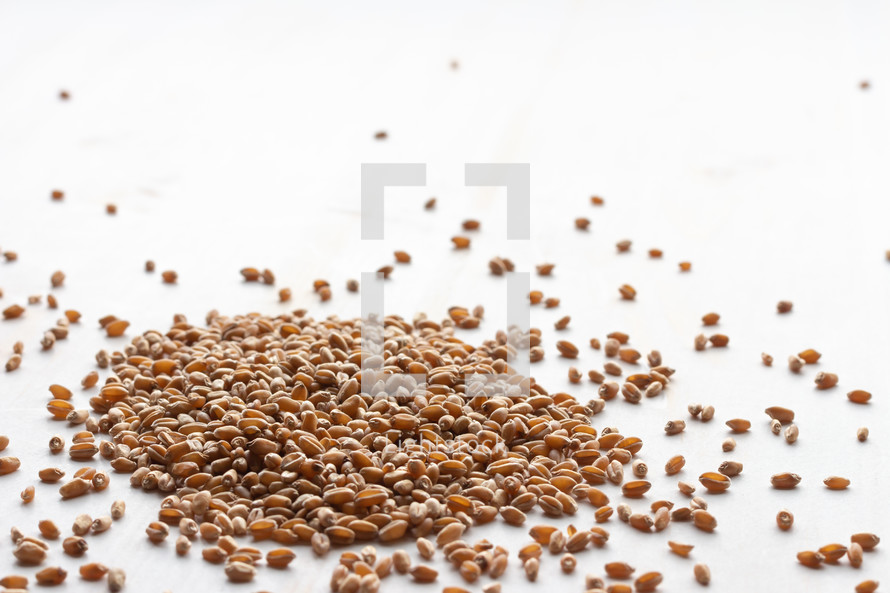 pile of wheat grains on white
