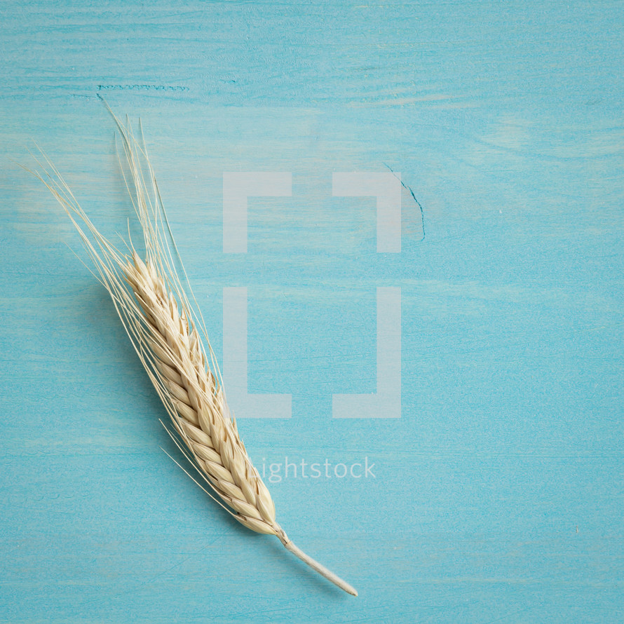 single head of wheat on blue wood.