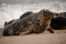 Young grey seal pup on a beach