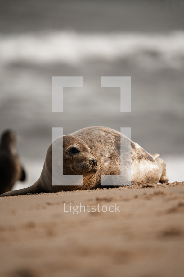 Young grey seal pup on a beach