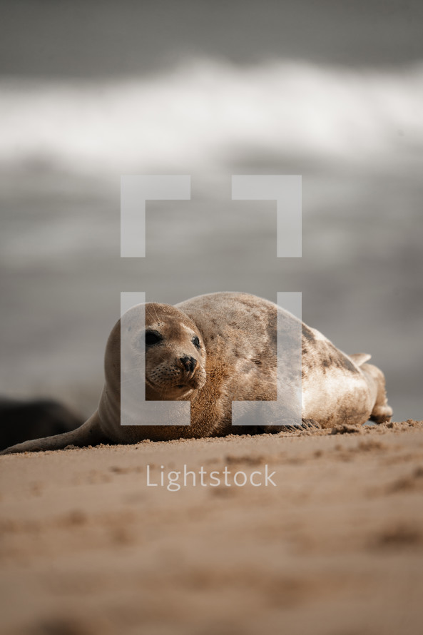 Young grey seal pup on a beach